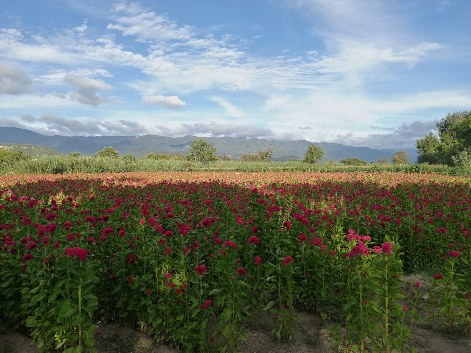 Venta de flor de muerto, fue un éxito en este año